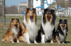 Характеристика породы шелти