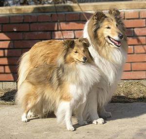 Описание породы шелти