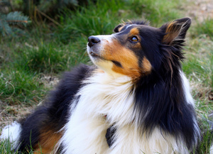 Тип шерсти у шелти