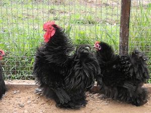 Курчавый карликовый кохинхин