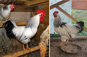 Петухи адлерский серебристой