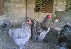 Клетка для кур кохинхин