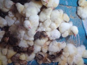 Цыплята адлерской серебристой