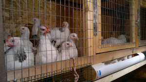 Адлерская серебристая в курятнике