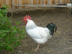 Петух адлерский серебристы