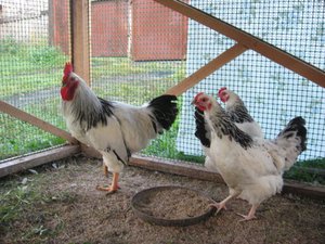 Курятник для адлерской серебристой