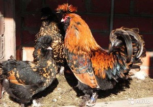 Описание внешности павловских кур
