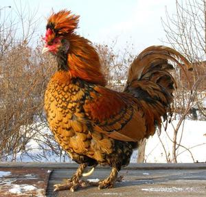 Павловская курица: описание породы, особенности и содержание