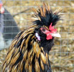 Характеристика породы