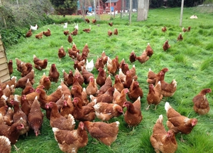 Питание кур ломан браун