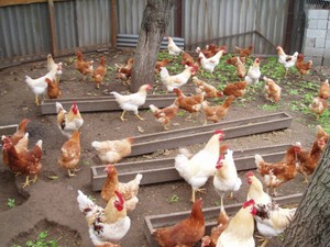 Петухи и курицы ломан браун