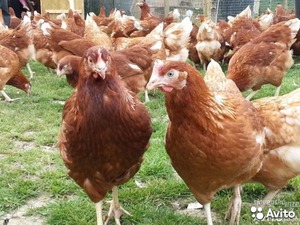 Внешность кур хайсекс