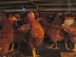 Материнский инстинкт кур породы хайсекс