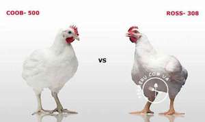 Порода кур кобб