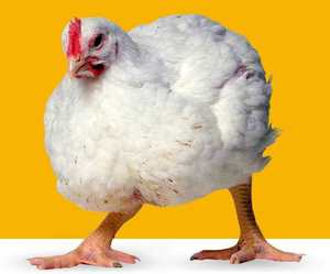 В чем особенность породы