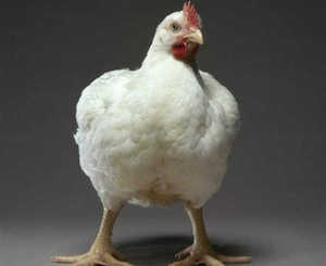 Разведение кур бройлеров