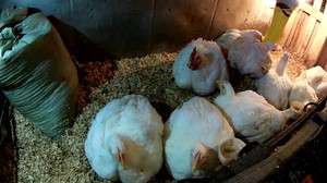 Характеристика породы