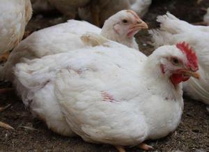 Бройлеры Кобб 500: характеристики, содержание и продуктивность