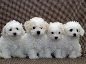 Лучшие декоративные породы собак для квартиры