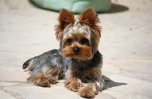 Стриженный йорк фото