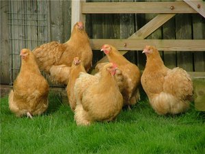 Куры Орпингтон: описание породы, особенности и содержание