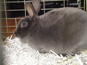 Срок беременности крольчихи: сколько дней она ходит?