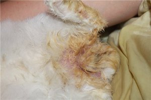 Беременная крольчиха выщипывает шерсть