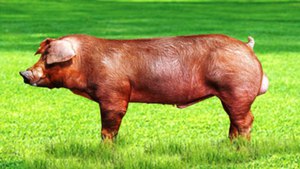 Выведение породы дюрок