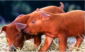 Поросята породы дюрок