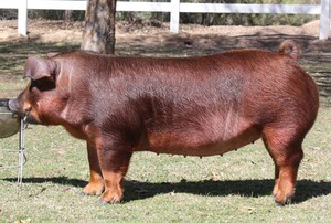 Порода свиней дюрок