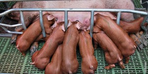 Свинья с поросятами 