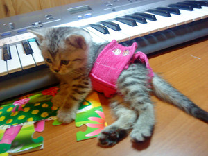 Воспитание котенка