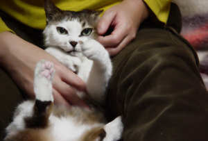 Как отучить котёнка кусаться и царапаться: проверенные методы