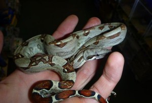 Как питается удав