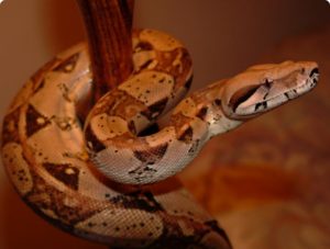 Питание удавов