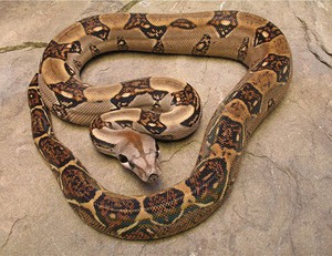 Императорский удав (Boa constrictor): особенности и уход