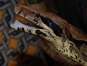 Описание императорского удава