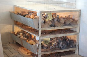 Как сделать брудер для цыплят