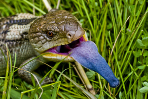 Исполинская ящерица