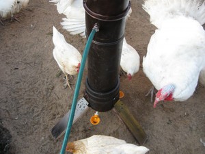 Как самим сдедать поилку