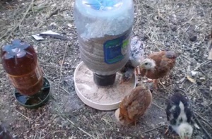 Как сделать поилку своими руками