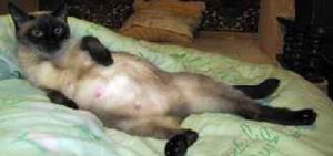 Признаки беременности у кошки: как распознать на ранних сроках