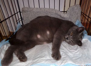 Признак беременности кошки