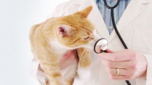 Как узнать о ранних сроках беременности кошки