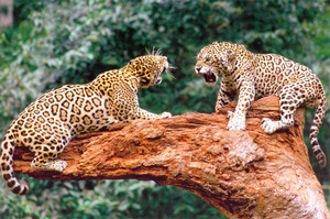 Описание животного ягуар