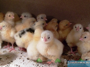 Какими болезнями могут болеть суточные цыплята
