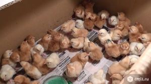 Вылупленные цыплята