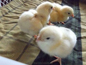 Как кормить цыплят 
