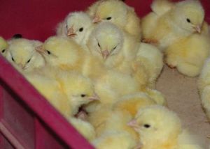 Уход за цыплятами