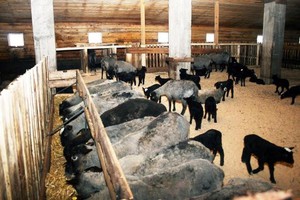 Преимущества содержание романовских овец